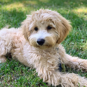 Meet your Posher, Angela cho